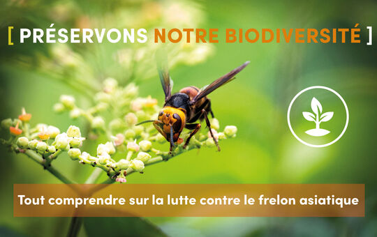 🐝 [ PRÉSERVONS NOTRE BIODIVERSITÉ ] : Tout comprendre sur la lutte contre le frelon asiatique